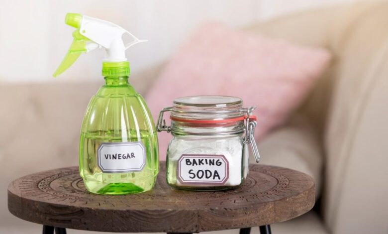 طرق القضاء على النمل و حشرات الصيف