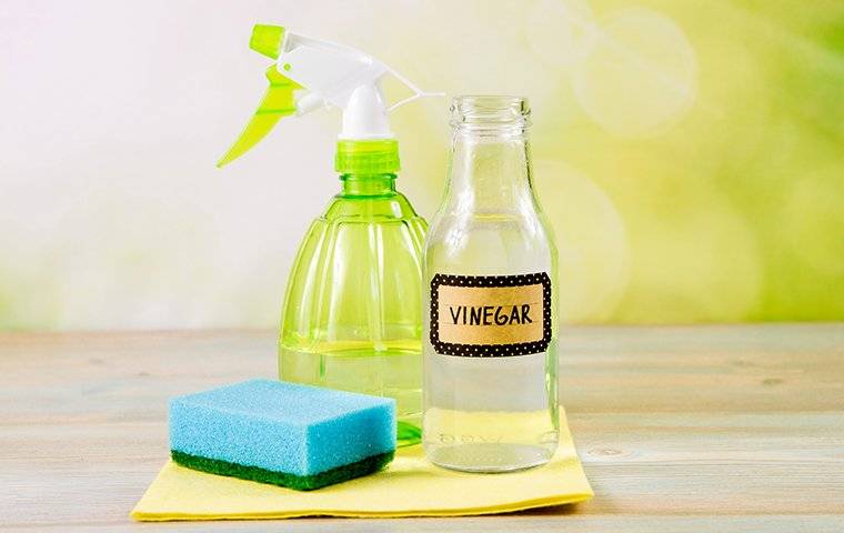 طرق القضاء على النـمل و حشرات الصيف