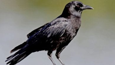 Photo of الغراب المحتار قصة تعلم الطفل قبول الذات