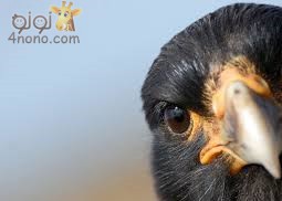 ما المقصود بنظرية " عين الطائر وعين النملة "