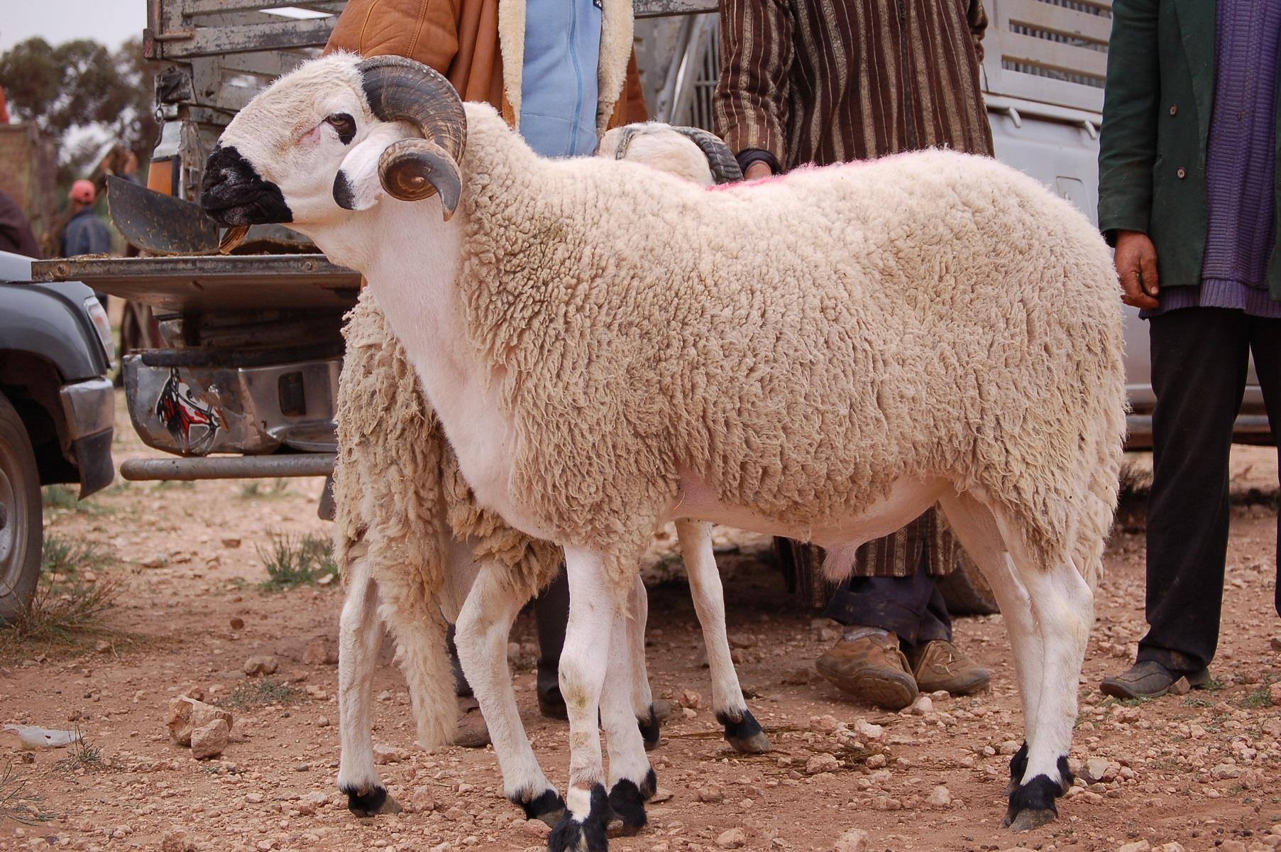 ازاي تشتري خروف العيد من غير ما البائع يضحك عليكم