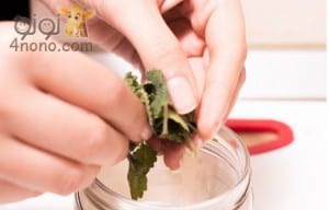 إستخرجي زيت النعناع من اوراق النعناع بنفسك فى المنزل بالصور