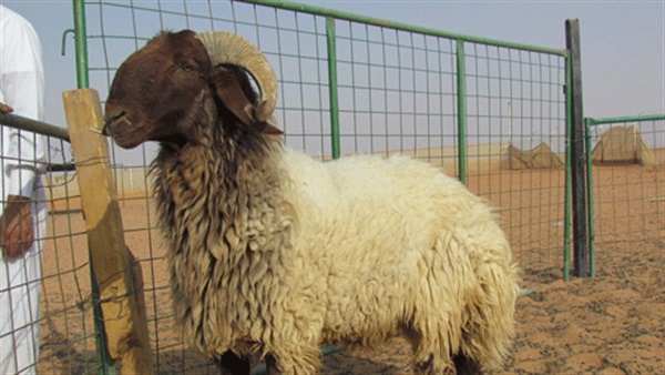 ازاي تشتري خروف العيد من غير ما البائع يضحك عليكم