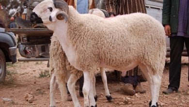 Photo of ازاي تشتري خروف العيد من غير ما البائع يضحك عليكم
