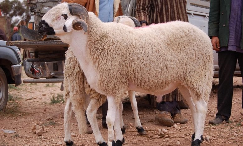 ازاي تشتري خروف العيد من غير ما البائع يضحك عليكم