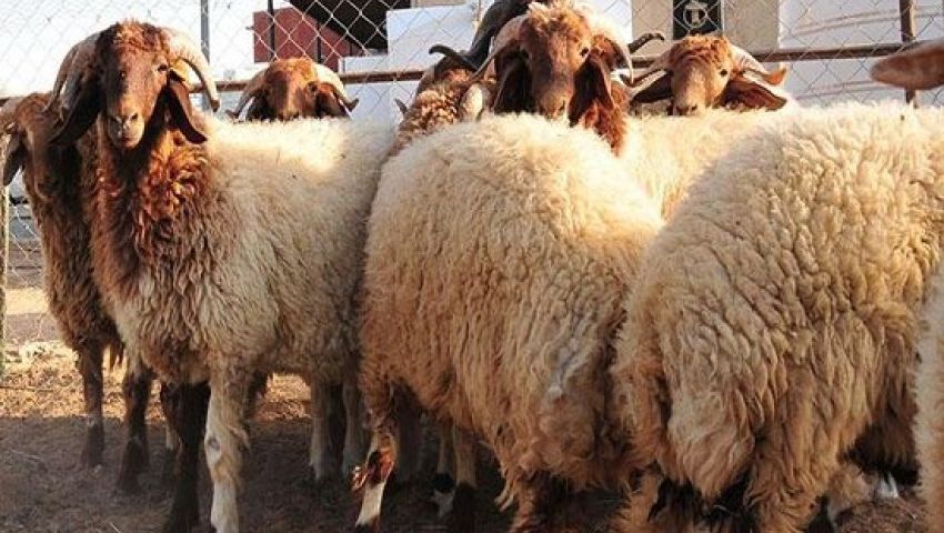 ازاي تشتري خروف العيد من غير ما البائع يضحك عليكم