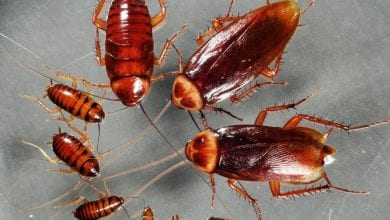 Photo of افكار لمنع الصراصير في المنزل نهائياً
