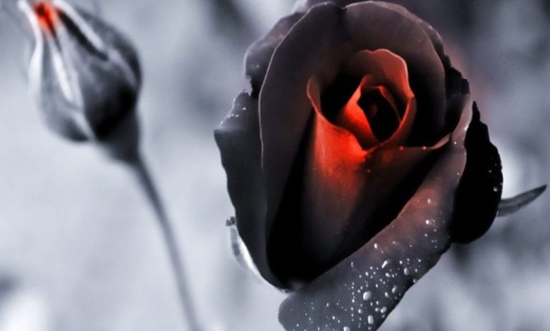 إحذر الاهمال في الحب يتسبب في ذبول الحب سريعاً