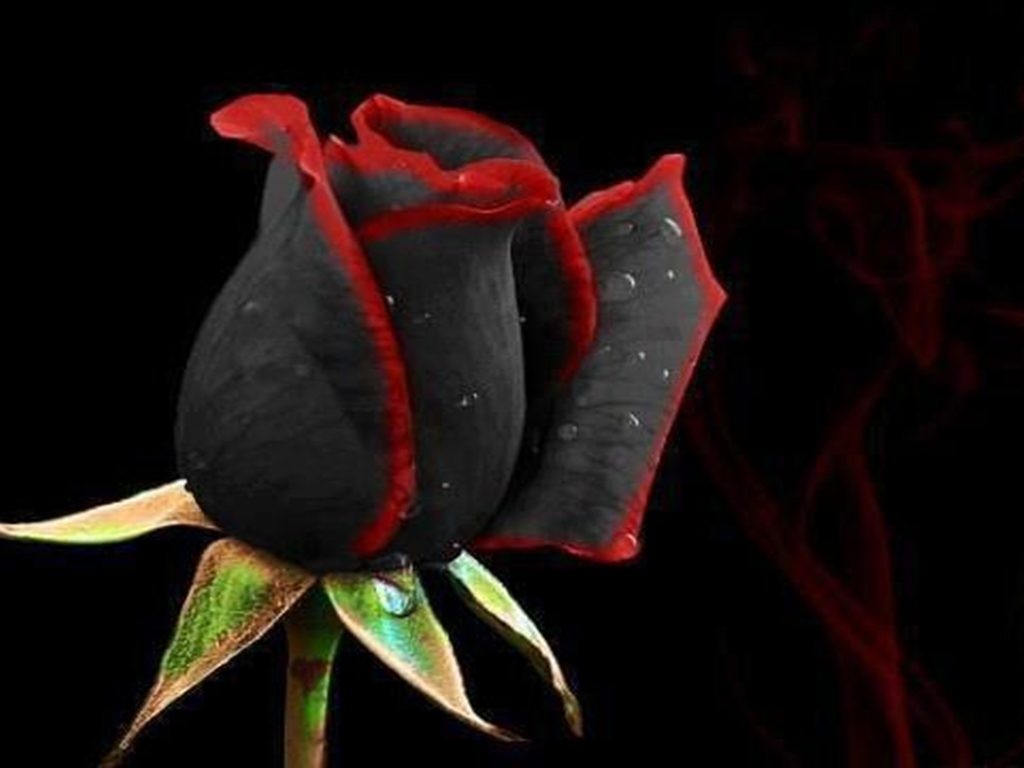 إحذر الاهمال في الحب يتسبب في ذبول الحب سريعاً