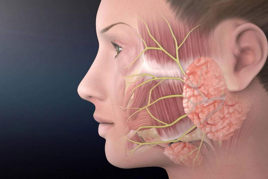 العصب السابع أعراضه وأسبابه و طرق علاج المشاكل الناتجة عنه