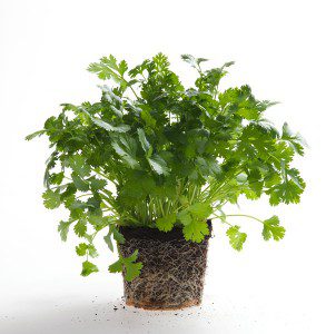طريقة زراع العشب العطري في المنزل