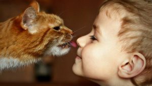 حساسية القطط ما هي أسبابها و أعراضها و كيفية علاجها