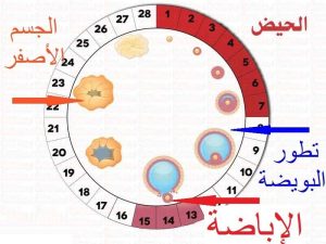 مرحلة ماقبل الحمل والإخصاب