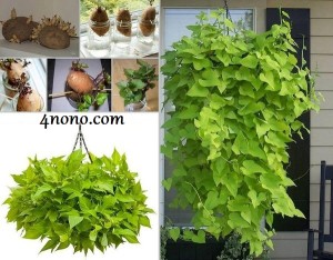 طريقة زراعة نبات زينة من البطاطس بالصور