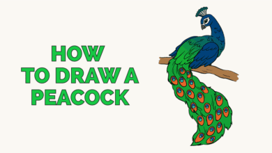 تعليم طريقة رسم الطاووس بطريقة مبسطة بالصور