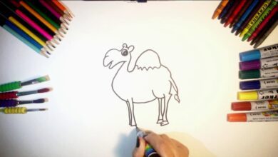 تعليم الاطفال طريقة رسم جمل بالصور