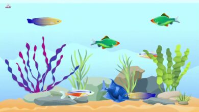 السمكات الثلاثة قصة تعليم الاطفال خير الامور الوسط