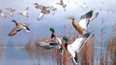 الطائر الصغير المهاجر قصة تشجيع الطفل للتغلب على الخوف