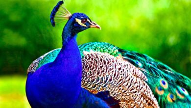 قصة الطاووس رومي تعليم الطفل عدم التفاخر وتقدير الأخرين