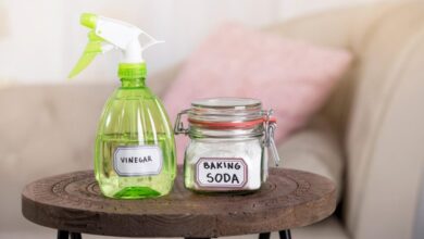 طرق القضاء على النمل