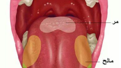 ما هي براعم التذوق وما اهميتها بالنسبة للانسان