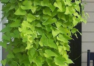 طريقة زراعة نبات زينة من البطاطس