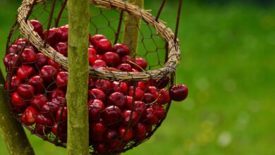 إنقاص الوزن