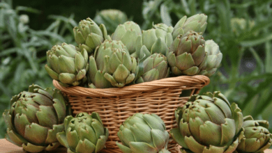 نصائح عند شراء الخرشوف وطريقة تنظيفة وحفظة بالصور